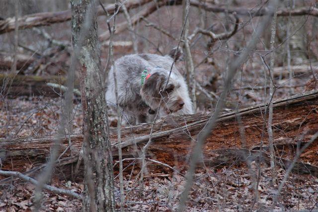 Siena MH tng 1.jpg - Siena